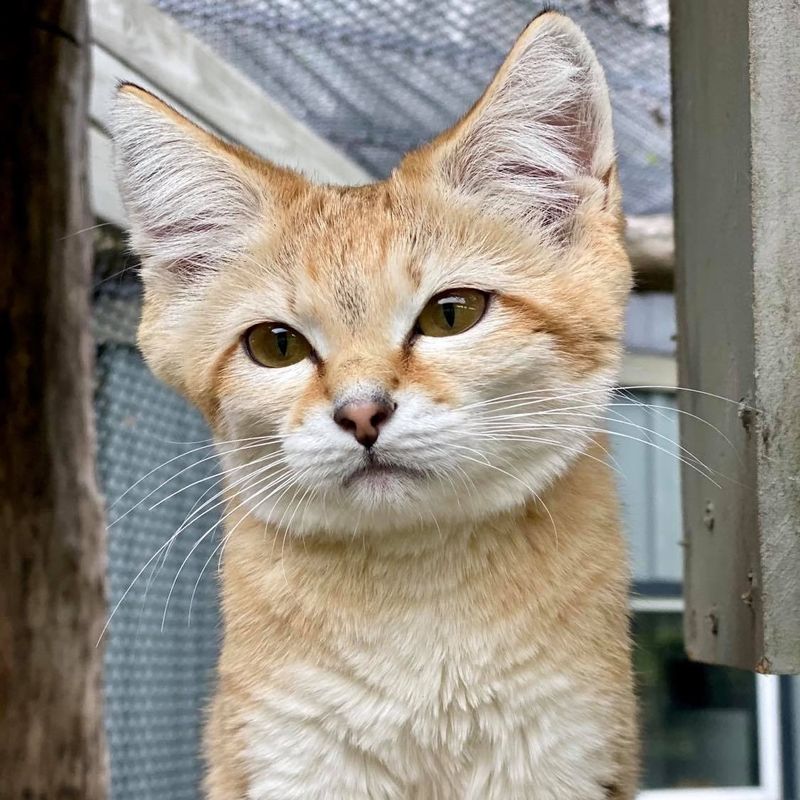 Sand Cat