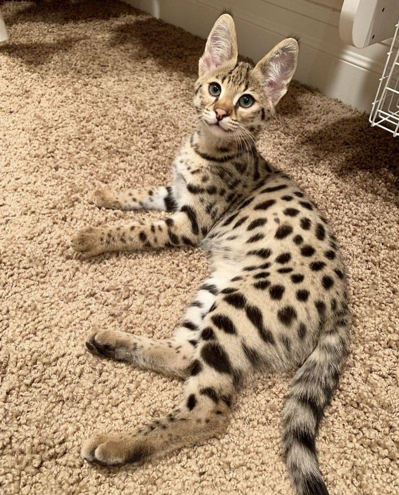 Savannah Cat