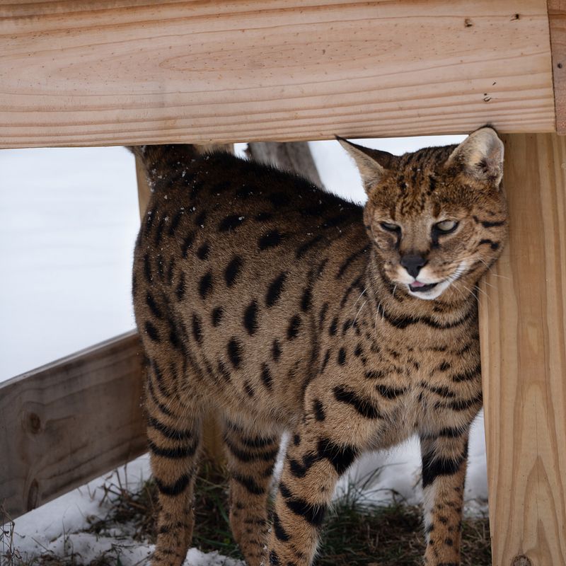 Savannah Cat