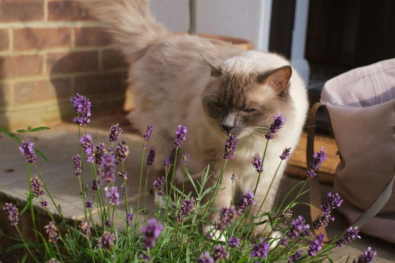 Scent Enrichment