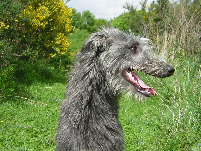 Scottish Deerhound