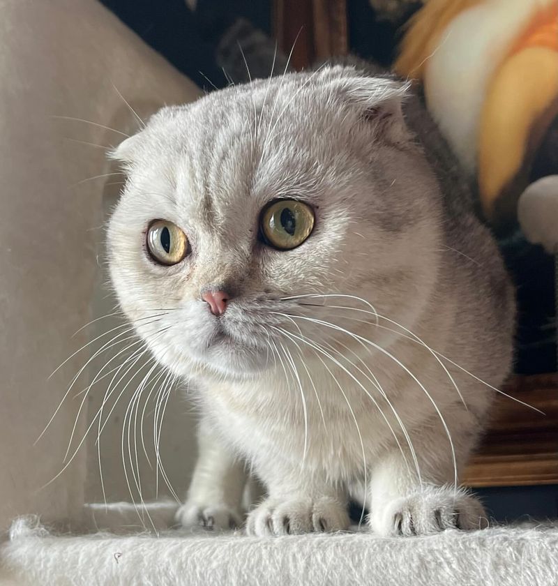 Scottish Fold