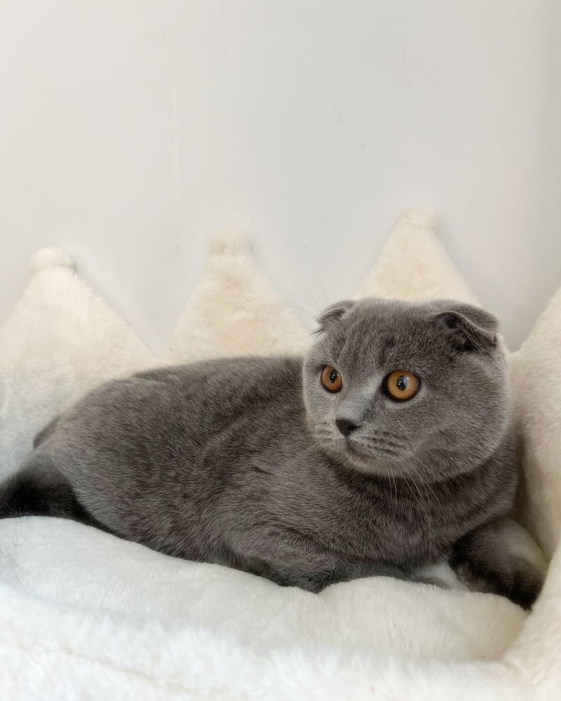 Scottish Fold