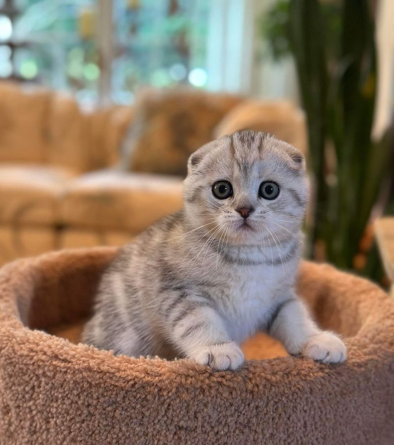 Scottish Fold