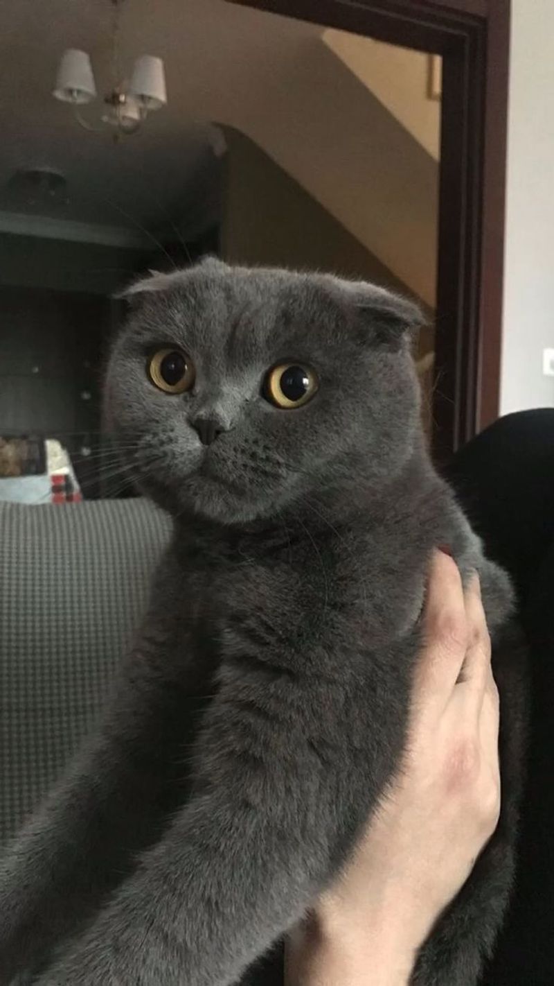 Scottish Fold