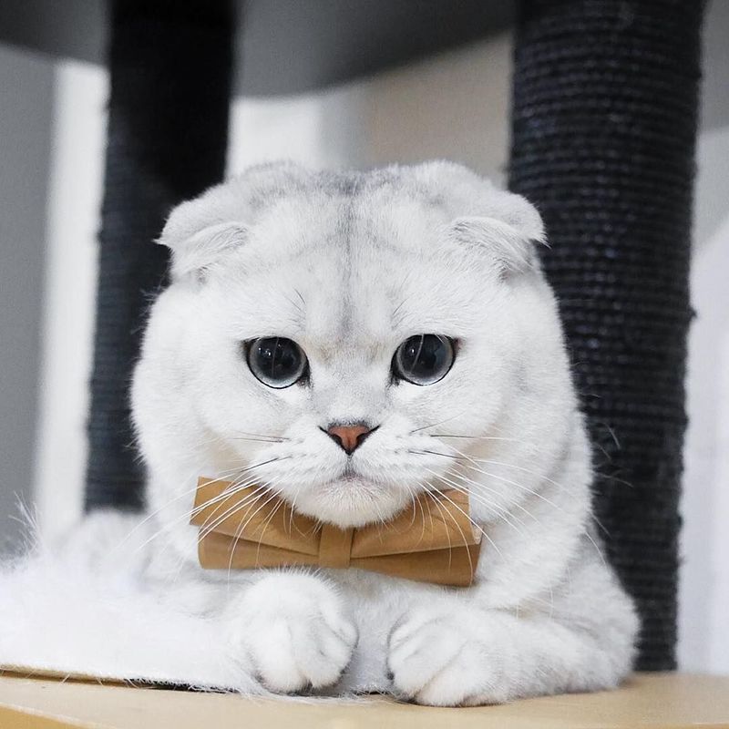 Scottish Fold