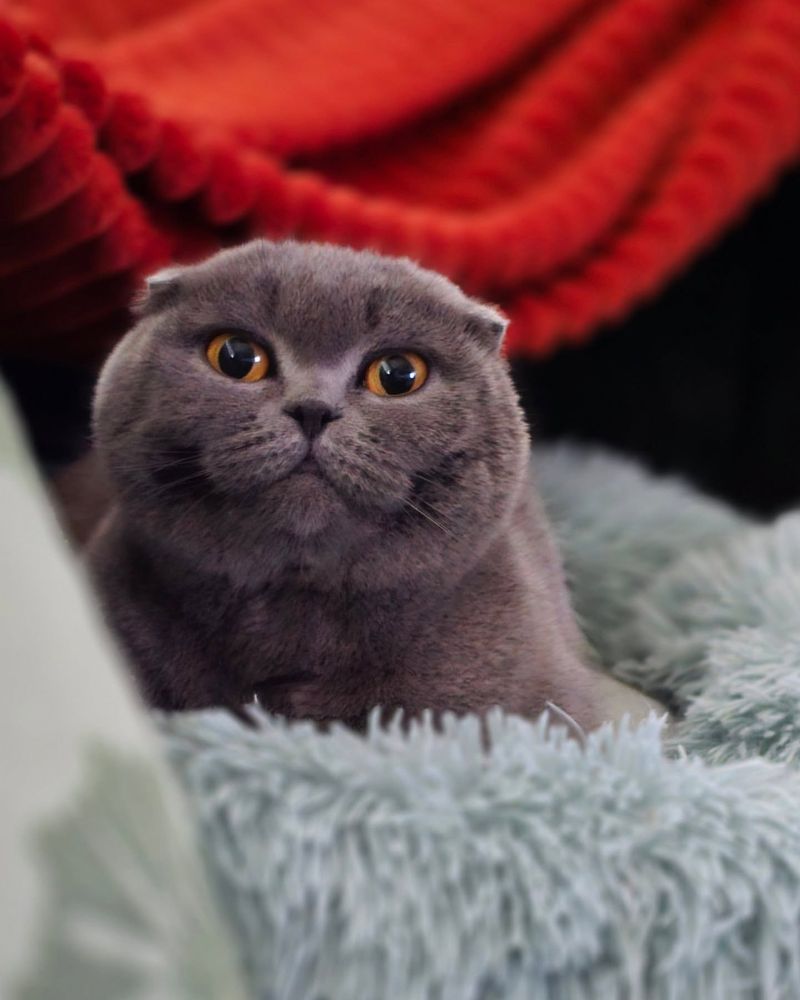 Scottish Fold