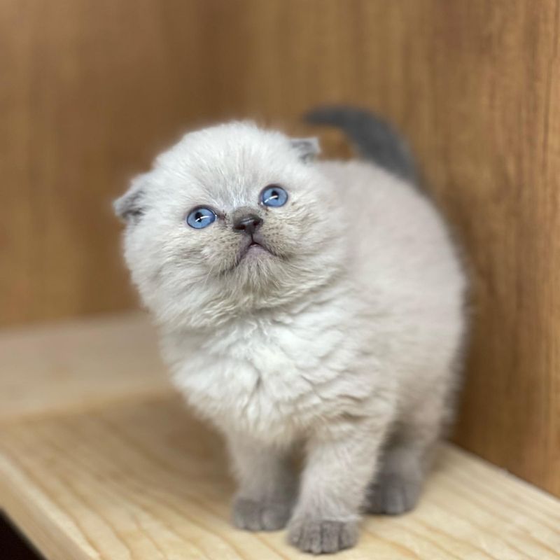 Scottish Fold