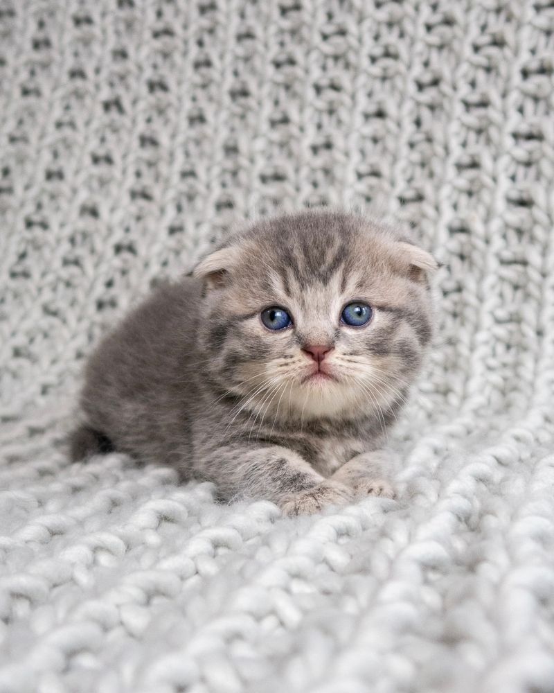 Scottish Fold