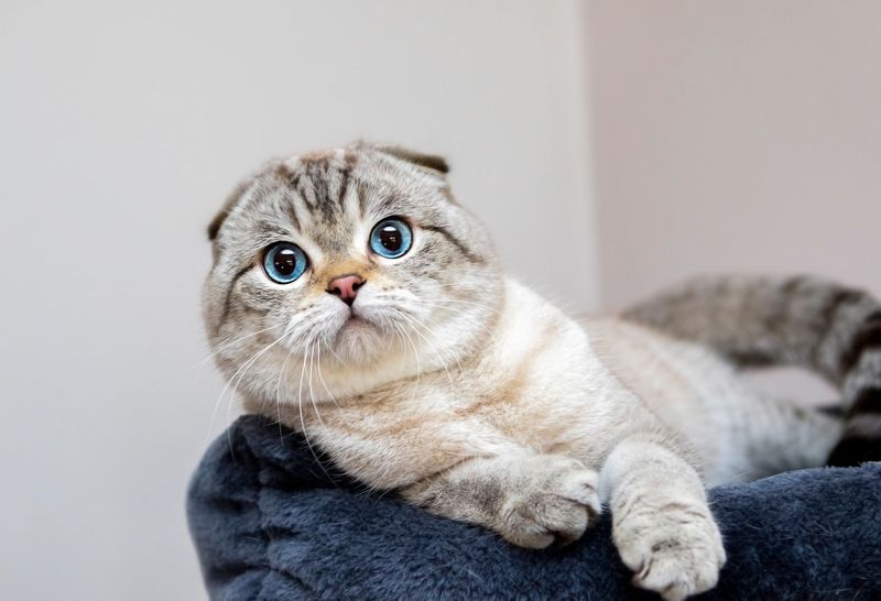 Scottish Fold