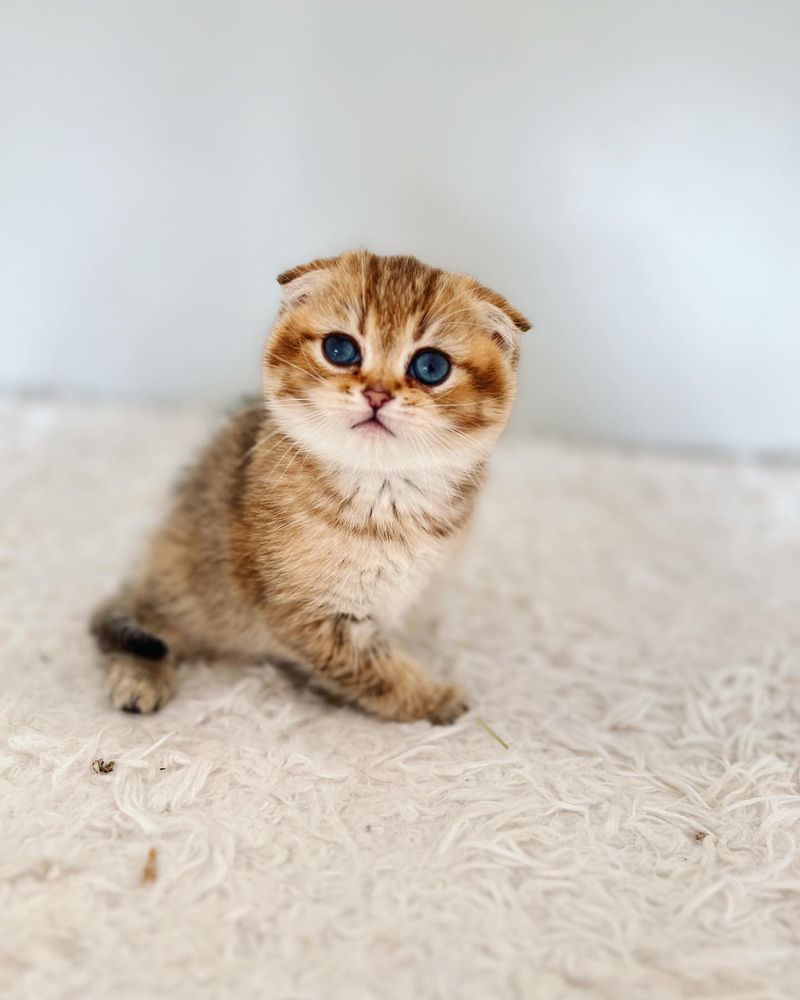 Scottish Fold