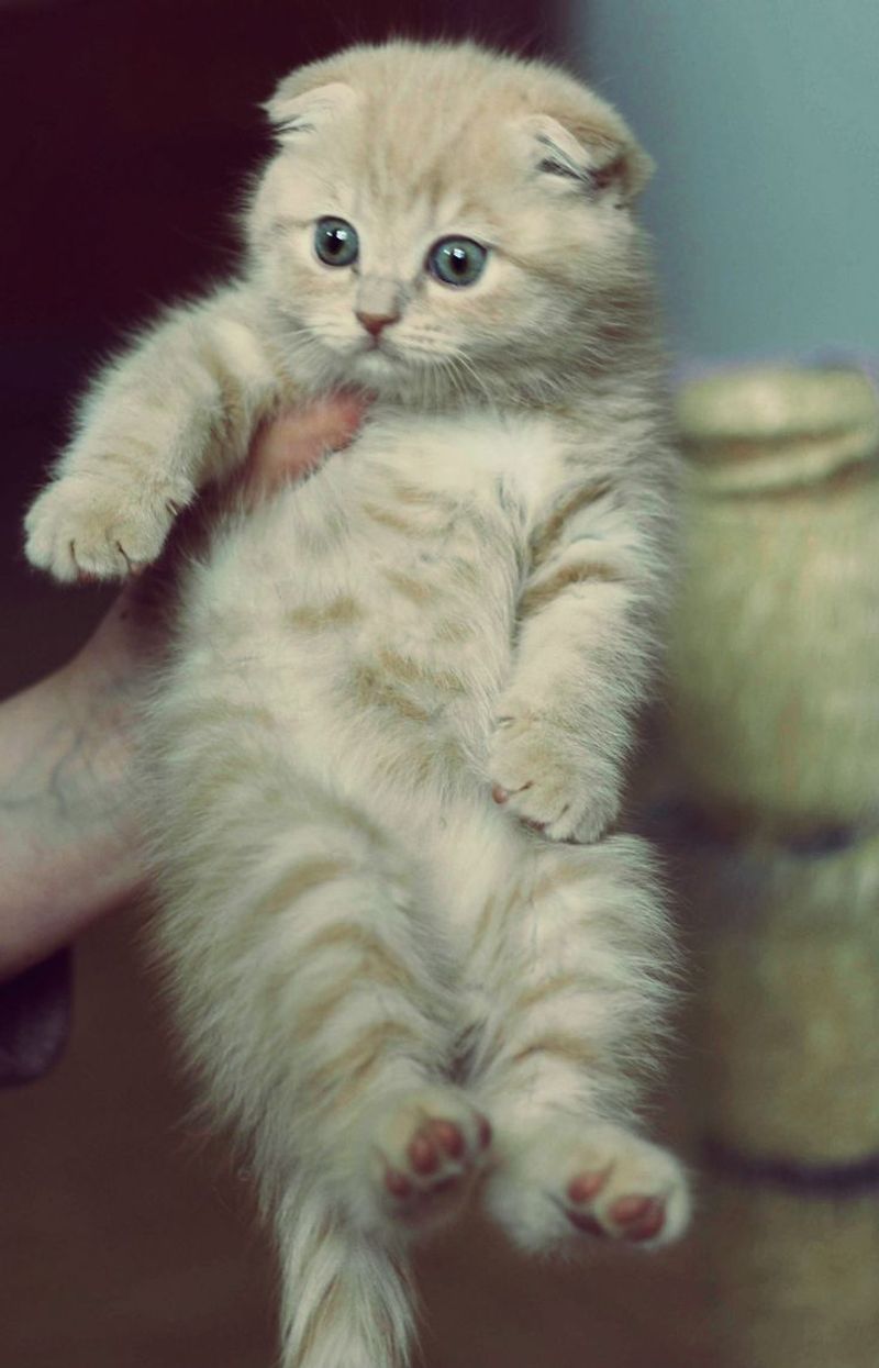 Scottish Fold Cat