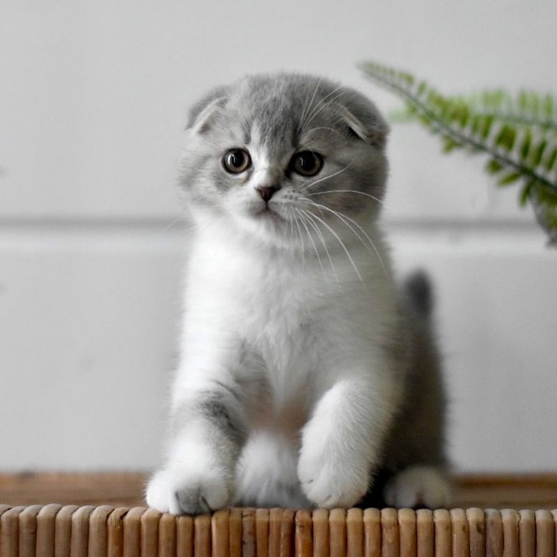 Scottish Fold