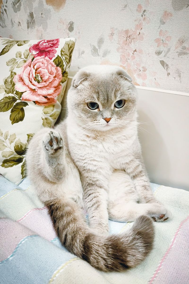 Scottish Folds: Adorable, But Delicate