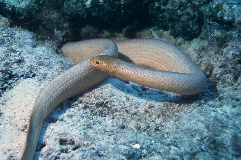 Sea Snake