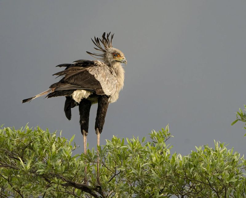 Secretary Bird