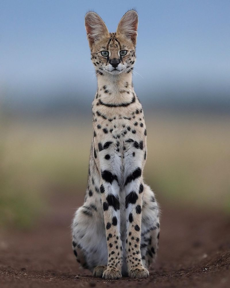 Serval