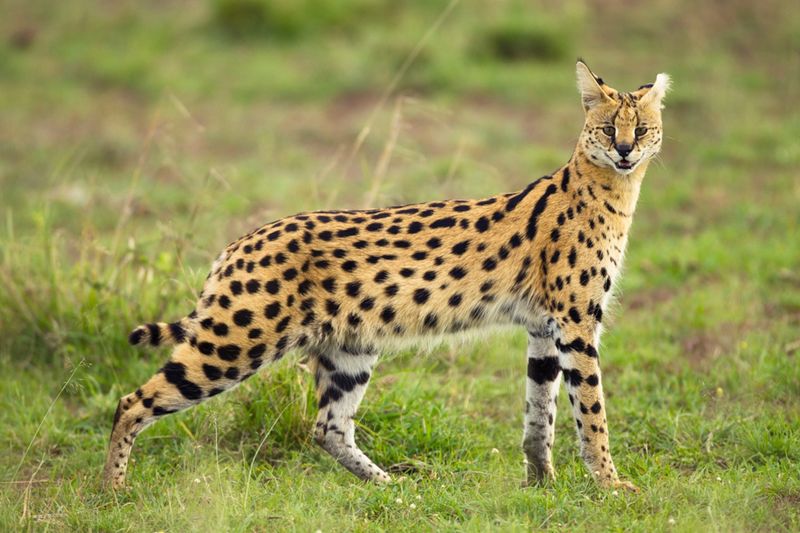 Serval