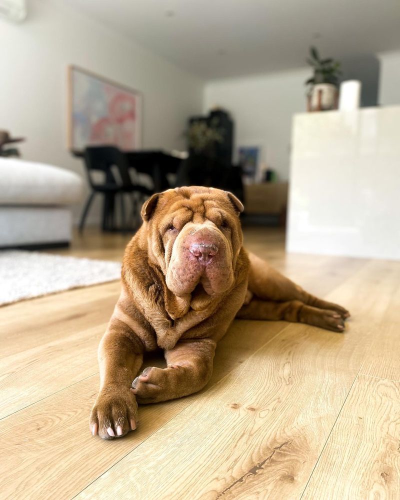 Shar Pei