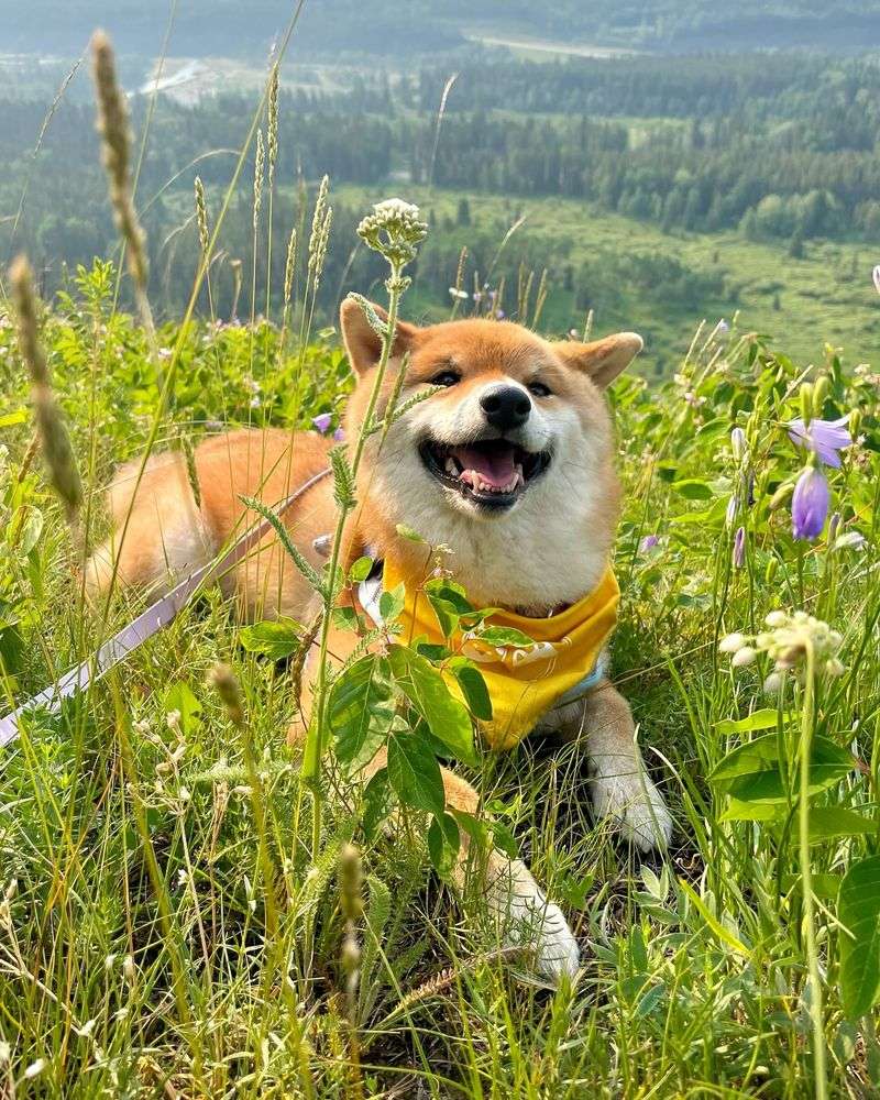 Shiba Inu