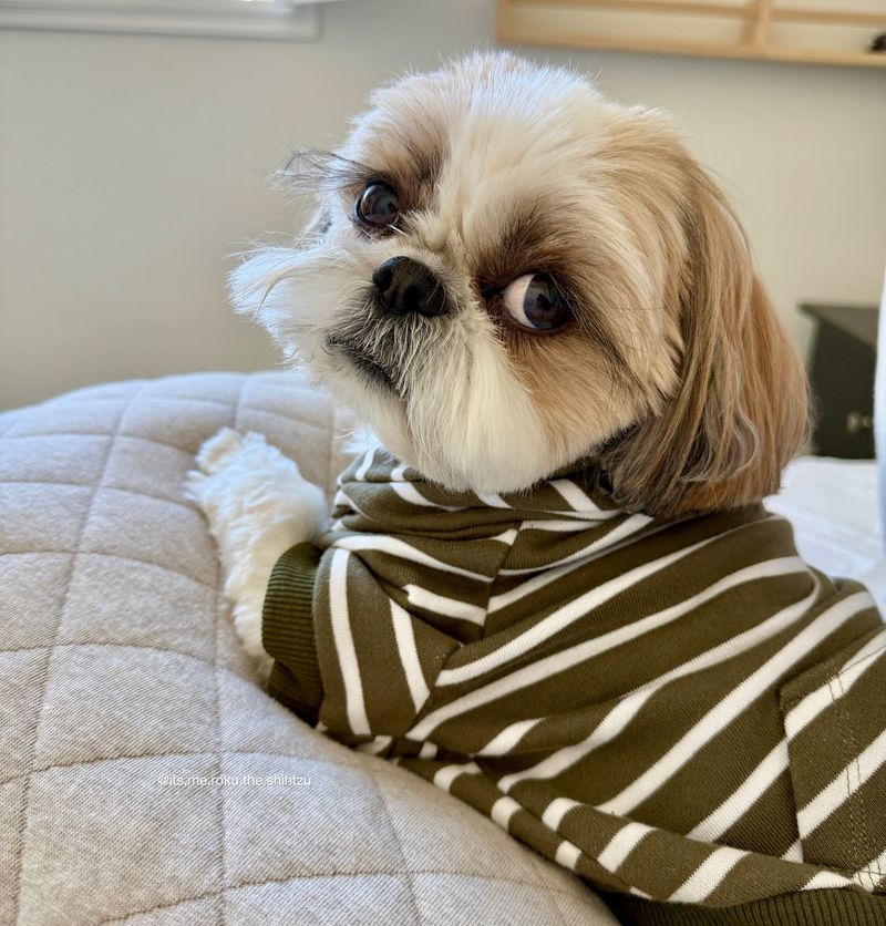 Shih Tzu