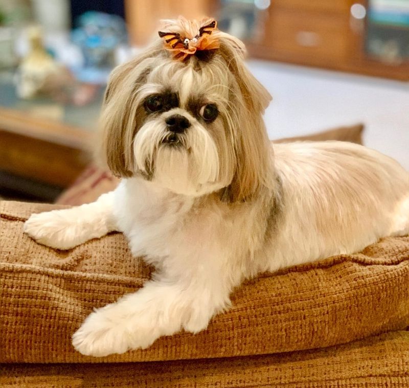 Shih Tzu