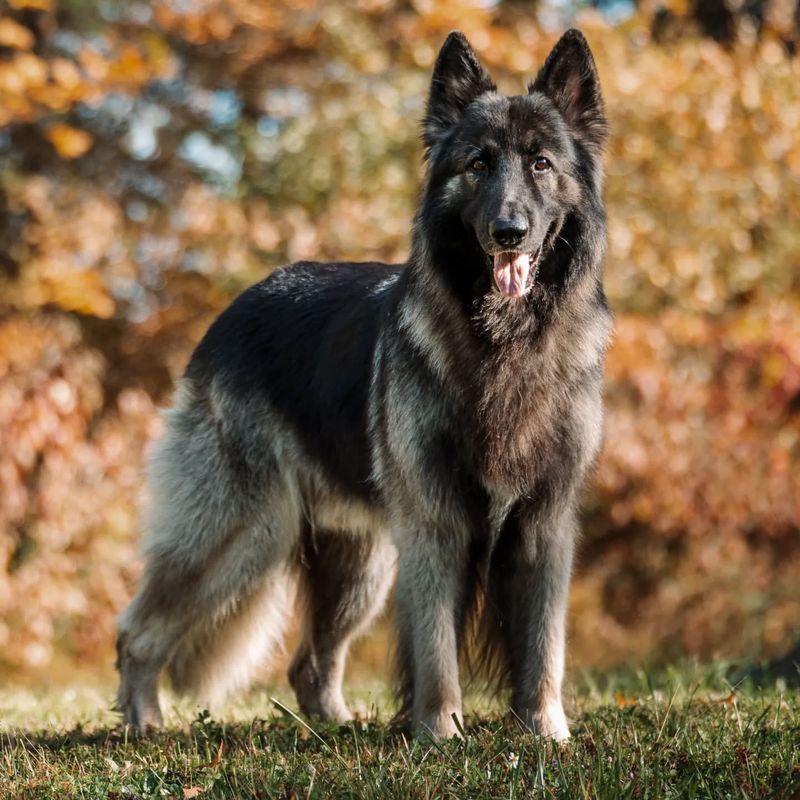 Shiloh Shepherd