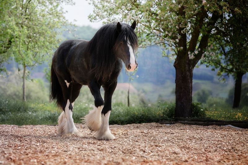 Shire Horse