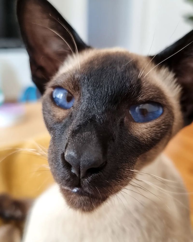 Siamese