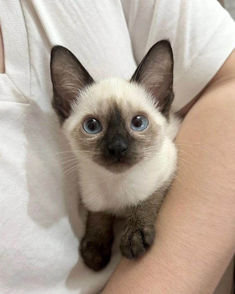 Siamese