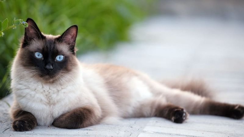 Siamese