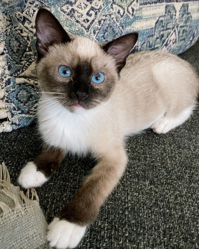 Siamese