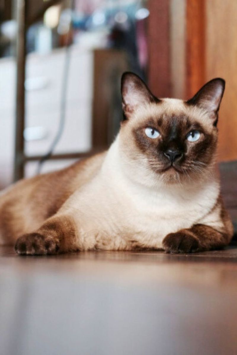 Siamese