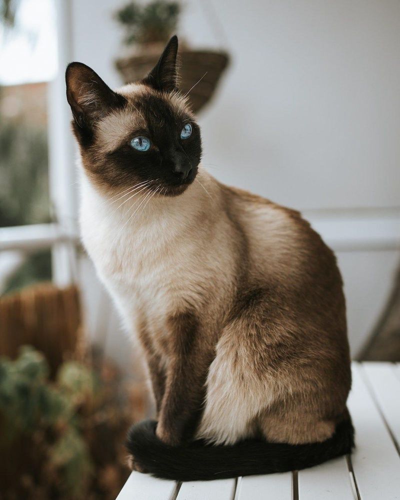 Siamese