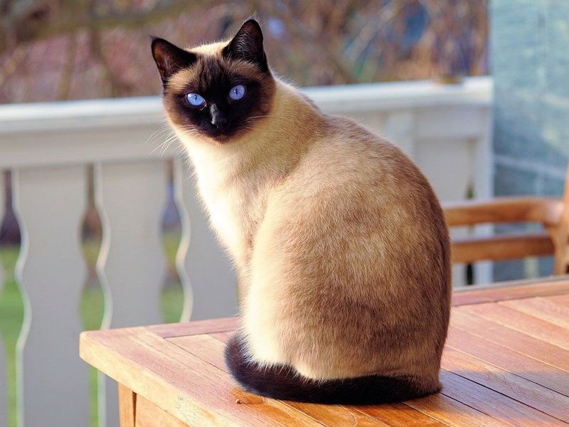 Siamese Cats: Vocal and Demanding