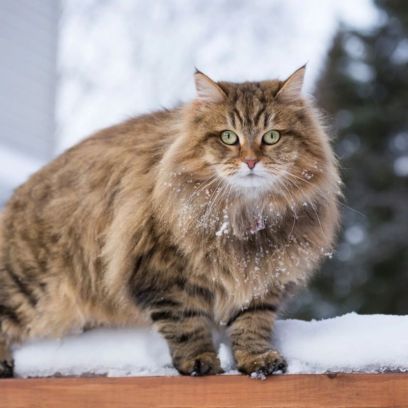 Siberian: Hardy and Alert