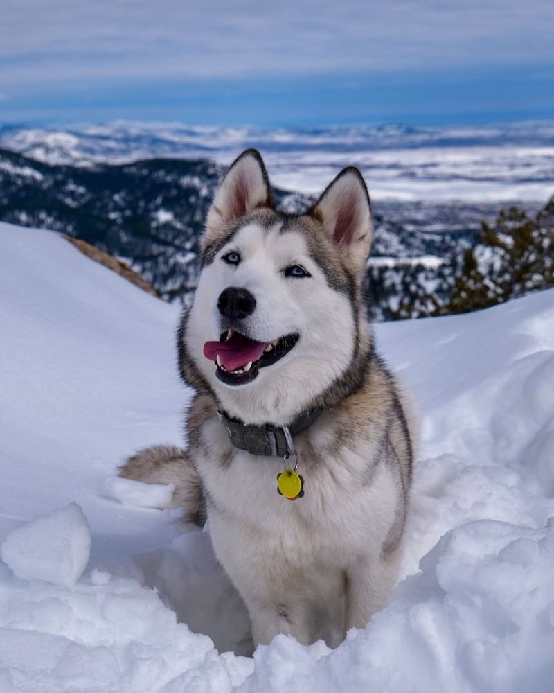 Siberian Husky