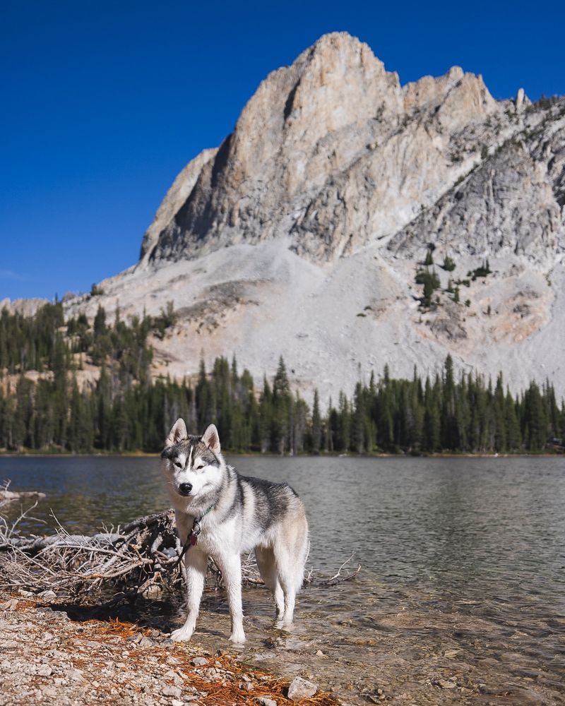 Siberian Husky