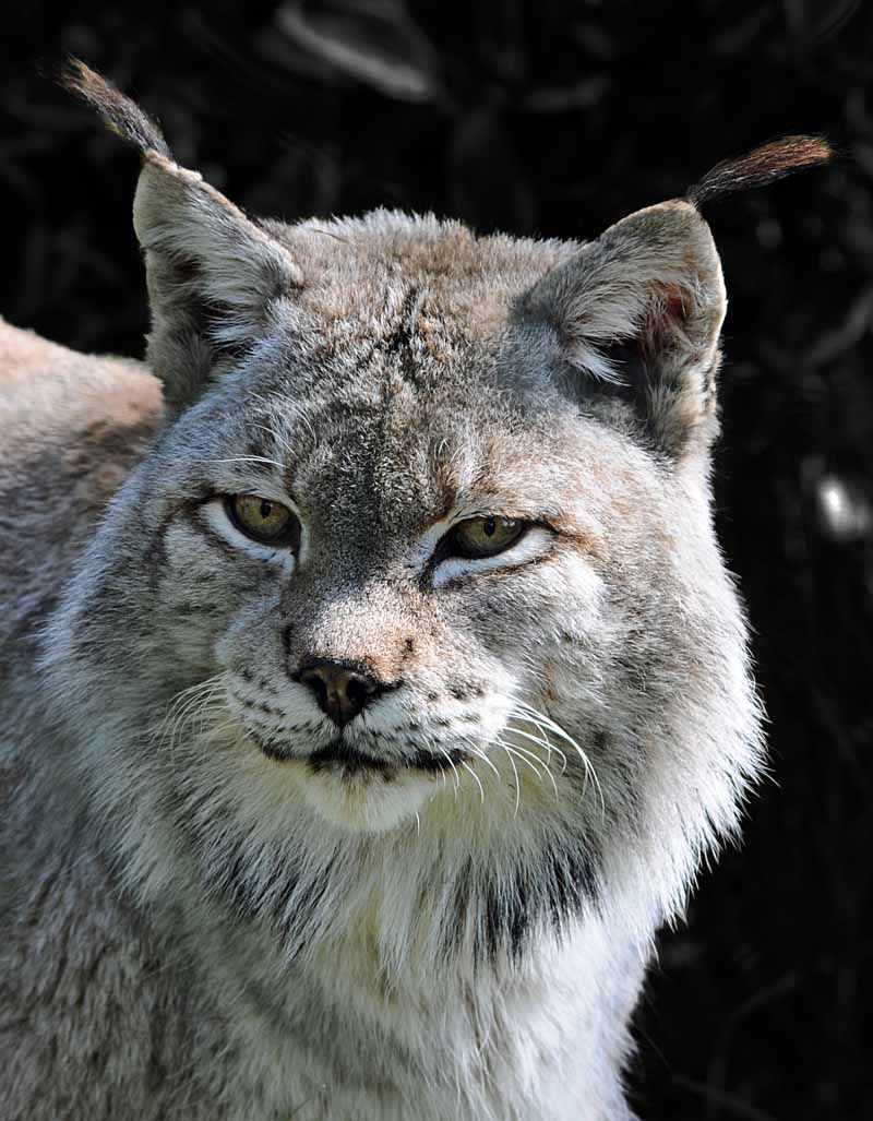 Siberian Lynx - The Northern Stalker