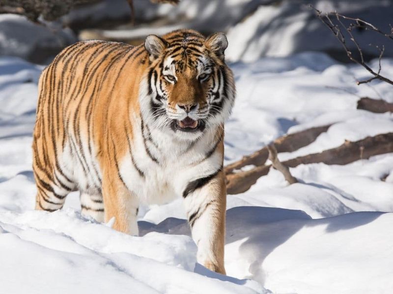 Siberian Tiger (Endangered)