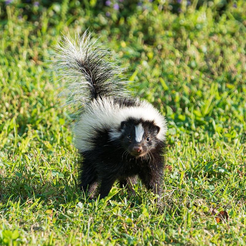 Skunk