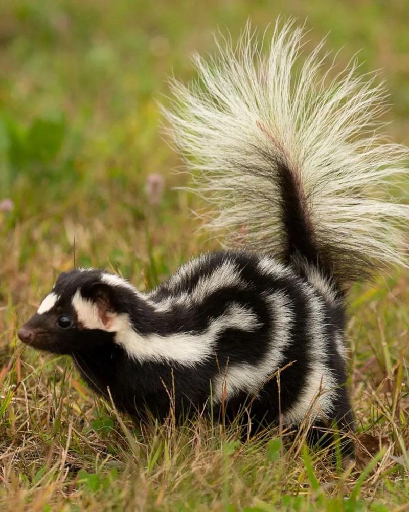 Skunks