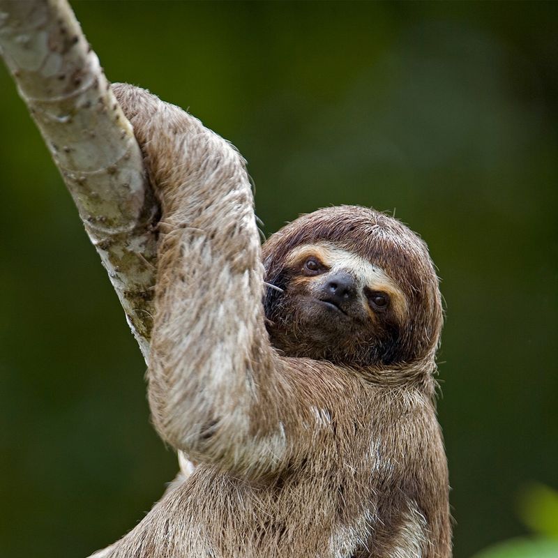 Sloth