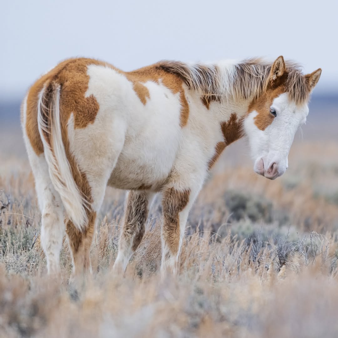 The Top States Where Wild Mustangs Roam Free—Is Your State on the List?