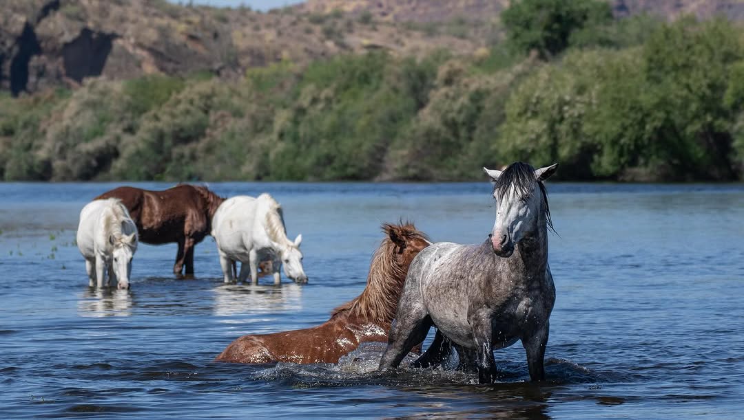 The Top States Where Wild Mustangs Roam Free—Is Your State on the List?