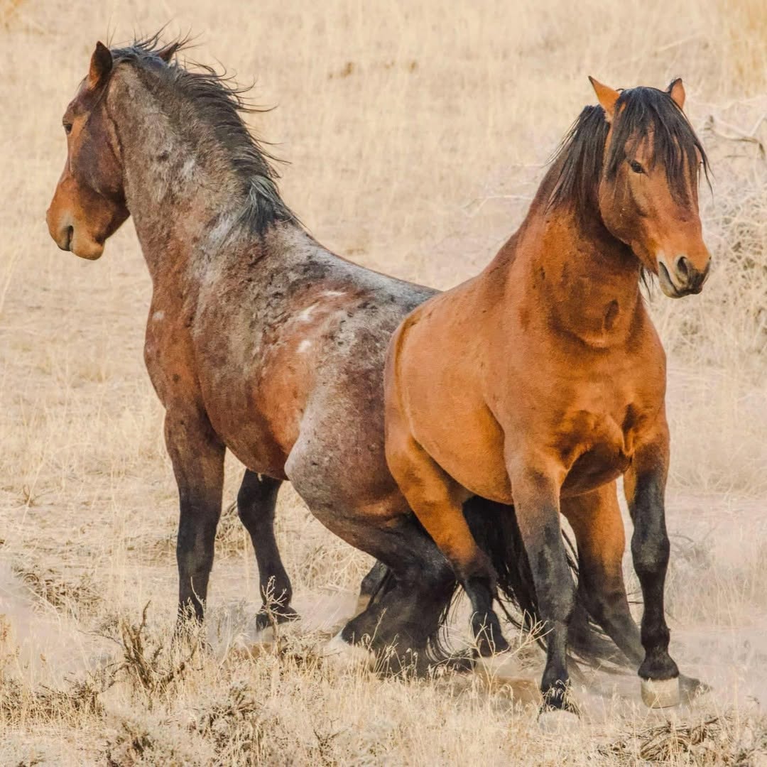 The Top States Where Wild Mustangs Roam Free—Is Your State on the List?