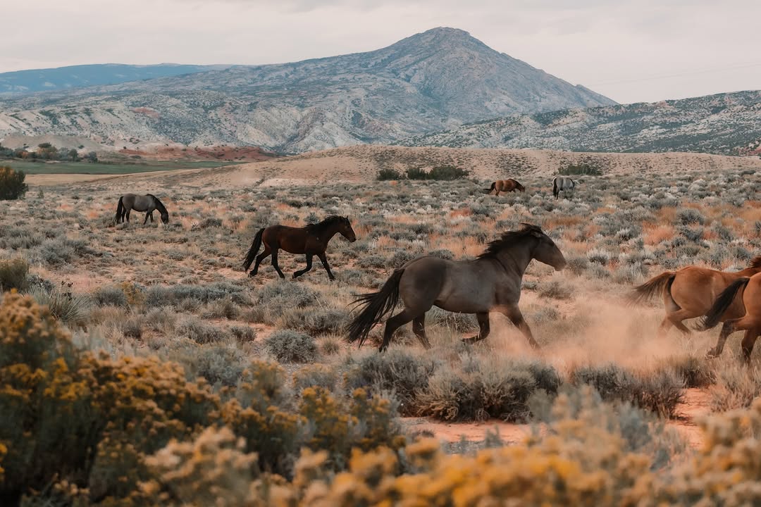 The Top States Where Wild Mustangs Roam Free—Is Your State on the List?