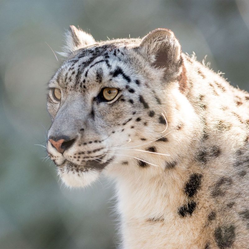 Snow Leopard