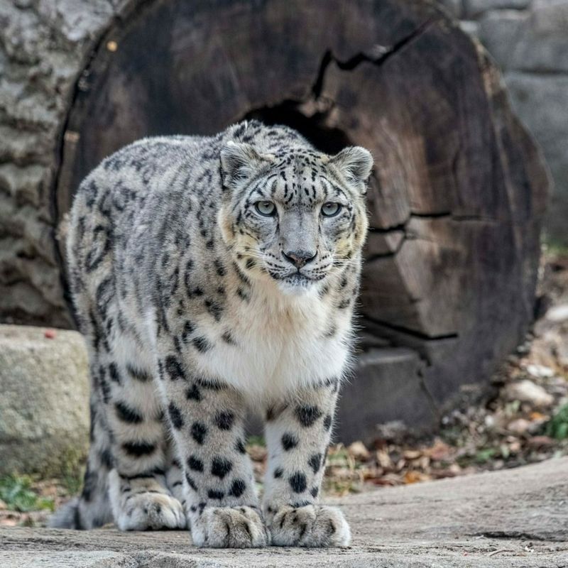 Snow Leopard