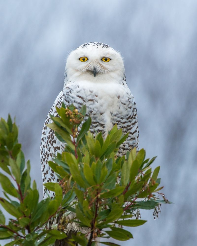 Snowy Owl